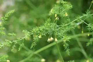 Feathery asparagus fern with small yellow-green flowers