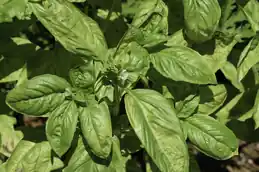 Glossy green leaves of a sweet basil plant