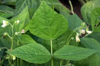 Bush bean plant with broad green leaves and white flowers