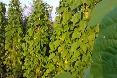 Pole beans climbing tall supports in a garden