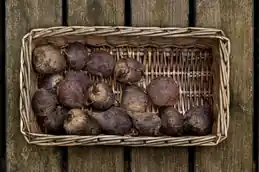 Harvested beetroots in a wicker basket