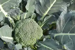 Broccoli head forming among large blue-green leaves