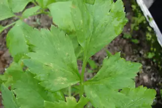 Celery plant with bright green leaves growing in soil