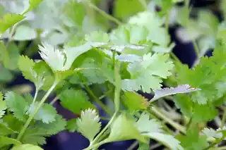 Fresh cilantro (coriander) leaves