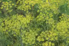 Dill plants in bloom with flat yellow flower clusters
