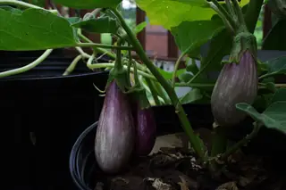 Slender purple eggplant fruits hanging from the plant