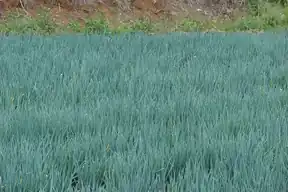 Dense planting of green onions in a field