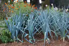 Row of blue-green leeks in a garden bed