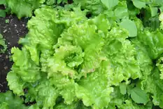Heads of bright green leaf lettuce growing in a garden