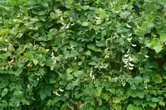Lima bean plants with dense leaves and hanging pods