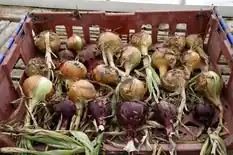 Freshly harvested yellow and red onions in a crate