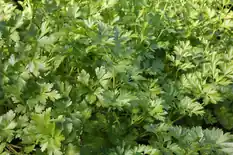 Dense bed of bright green garden parsley