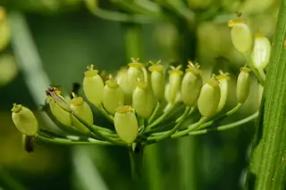 Close-up of parsnip flower and seed clusters