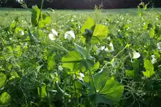 Garden pea plants with white flowers