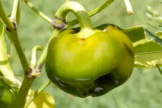 Green bell pepper ripening on the plant