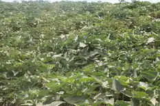 Field of potato plants with leafy green foliage