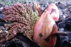 Rhubarb shoots and crinkled leaves emerging in spring