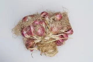 Bunch of harvested pink-skinned shallots