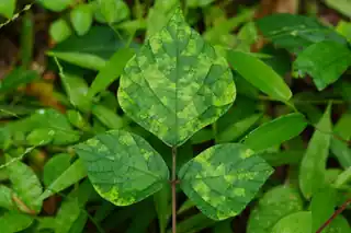 Leaves of a southern pea (cowpea) plant