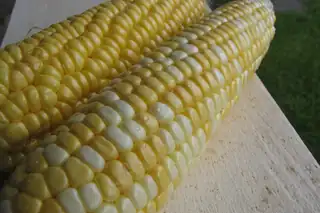 Ears of yellow and white sweet corn with husks pulled back