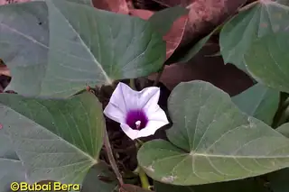 Sweet potato vine with heart-shaped leaves and a pale purple flower