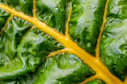 Close-up of a Swiss chard leaf with bright yellow stem and veins