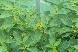 Tomatillo plants with yellow flowers and green leaves