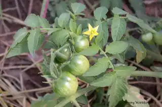 Green tomatoes and a yellow flower on a tomato plant