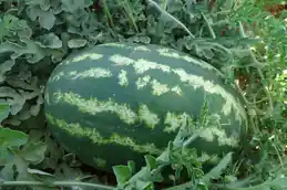 Striped green watermelon resting among its vines