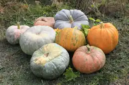 Harvested winter squash and pumpkins in mixed colors on grass