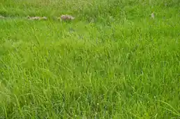 Bahiagrass turf in a sunny open field