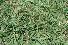 Close-up of Bermudagrass turf with fine creeping blades