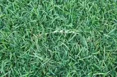 Close-up of centipedegrass lawn