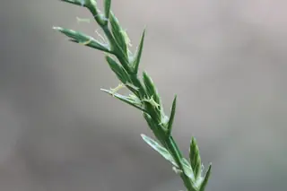 Flower spike of perennial ryegrass