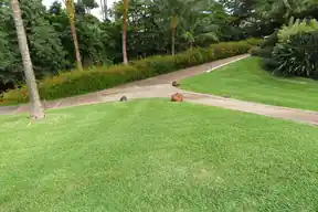 St. Augustinegrass lawn beside a garden path