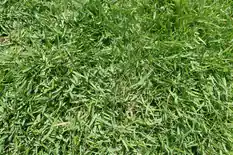 Close-up of dense zoysiagrass turf