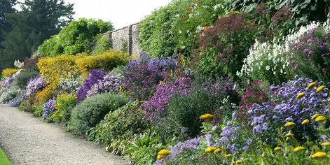 Long herbaceous border of purple, yellow and white perennials beside a gravel path