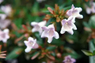 White tubular flowers of glossy abelia