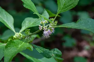 American beautyberry stem with small lilac flowers among green leaves