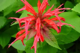 Red bee balm flower with spiky petals