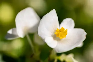 White wax begonia flowers with yellow centers