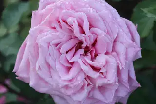 Large soft-pink Belinda's Dream rose bloom