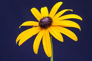 Black-eyed Susan flower with yellow petals and a dark center