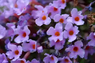 Close-up of lavender butterfly bush flowers with orange eyes