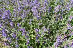 Mass of lavender-blue catmint flowers