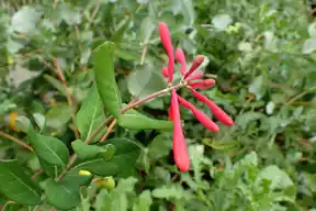 Red tubular flowers of coral honeysuckle