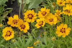 Golden yellow coreopsis flowers in bloom