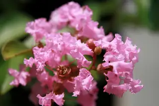 Pink crape myrtle flower clusters