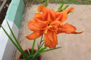 Double orange daylily flower