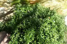 Mounded dwarf yaupon holly shrub with small leaves